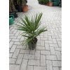 TRACHYCARPUS FORTUNEI, výška 60 cm, kmen 5 cm