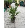 TRACHYCARPUS FORTUNEI, výška 60 cm, kmen 5 cm