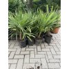 TRACHYCARPUS FORTUNEI, výška 60 cm, kmen 5 cm