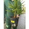 TRACHYCARPUS FORTUNEI, výška 60 cm, kmen 5 cm