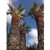 Trithrinax campestris, palma, původ palmy Španělsko. 350 cm
