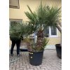 CHAMAEROPS HUMILIS,  ŽUMARA 180 cm