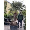 CHAMAEROPS HUMILIS,  ŽUMARA 200 cm