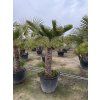 CHAMAEROPS HUMILIS,  ŽUMARA 180 cm