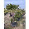 CHAMAEROPS HUMILIS,  ŽUMARA 180 cm