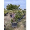 CHAMAEROPS HUMILIS,  ŽUMARA 200 cm