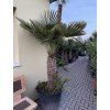 CHAMAEROPS HUMILIS,  ŽUMARA 180 cm