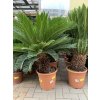 cycas revoluta, cykas revoluta, kmen-20-cm, výška rostliny min. 100 cm.