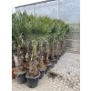 TRACHYCARPUS FORTUNEI, výška 190 cm, kmen 60-70 cm