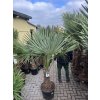 TRACHYCARPUS FORTUNEI, výška 190 cm, kmen 60 cm