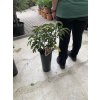 Litchi chinensis 60 cm