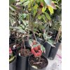 Litchi chinensis 60 cm