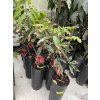 Litchi chinensis 60 cm