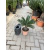CYCAS REVOLUTA 40 CM