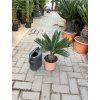 CYCAS REVOLUTA 50 CM