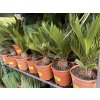 CYCAS REVOLUTA 40 CM