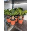 CYCAS REVOLUTA 40 CM