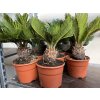 CYCAS REVOLUTA 40 CM