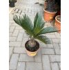 CYCAS REVOLUTA 50 CM