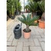 CYCAS REVOLUTA 40 CM