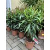 NERIUM OLEANDER - OLEANDR, PŮVOD ROSTLINY ŠPANĚLSKO. 40+ CM