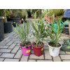 NERIUM OLEANDER - OLEANDR, PŮVOD ROSTLINY ŠPANĚLSKO. 40+ CM