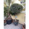 OLEA EUROPEA - OLIVOVNÍK. koule.