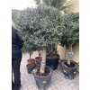 OLEA EUROPEA - OLIVOVNÍK. koule.