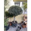 OLEA EUROPEA - OLIVOVNÍK. koule.