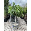 Ficus carica, fíkovník. 150 cm