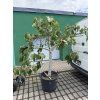 Ficus carica, fíkovník 220 cm
