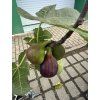 Ficus carica, fíkovník 220 cm