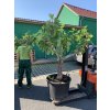 Ficus carica, fíkovník. 180 cm