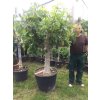 Ficus carica, fíkovník. 200 cm