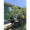 Ficus carica, fíkovník 220 cm