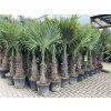 TRACHYCARPUS FORTUNEI, výška 190 cm, kmen 50 cm