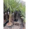 TRACHYCARPUS FORTUNEI, výška 190 cm, kmen 50 cm