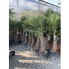 TRACHYCARPUS FORTUNEI, výška 190 cm, kmen 50 cm