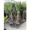 TRACHYCARPUS FORTUNEI, výška 190 cm, kmen 50 cm
