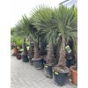 TRACHYCARPUS FORTUNEI, výška 190 cm, kmen 50 cm