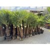 TRACHYCARPUS FORTUNEI, výška 190 cm, kmen 50 cm