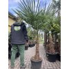 TRACHYCARPUS FORTUNEI, výška 190 cm, kmen 50 cm