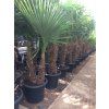 TRACHYCARPUS FORTUNEI, výška 180 cm, kmen 55 cm