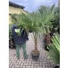 TRACHYCARPUS FORTUNEI, výška 190 cm, kmen 50 cm