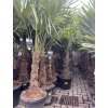 TRACHYCARPUS FORTUNEI, výška 190 cm, kmen 50 cm