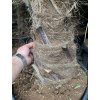 TRACHYCARPUS FORTUNEI, výška 190 cm, kmen 50 cm