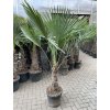 TRACHYCARPUS FORTUNEI, výška 180 cm, kmen 50 cm