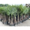TRACHYCARPUS FORTUNEI, výška 170 cm, kmen 50 cm