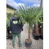 TRACHYCARPUS FORTUNEI, výška 180 cm, kmen 55 cm