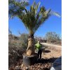 Phoenix canariensis, Datlová palma,  450 cm